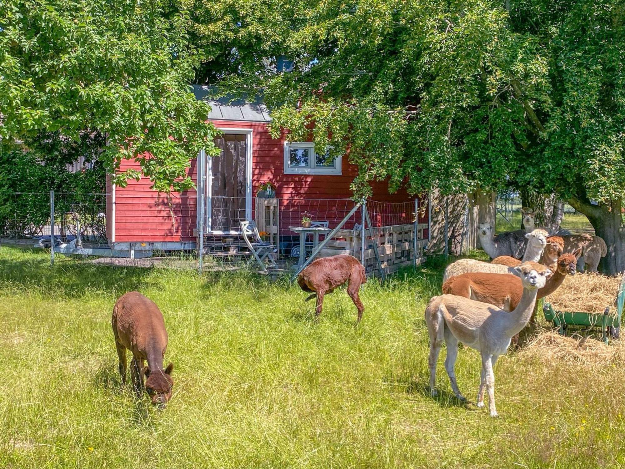 Villa Tiny House Auf Der Alpaka Farm à Rubkow Extérieur photo